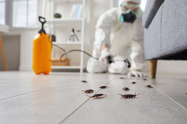 Commercial Rodent Management in Mullins
